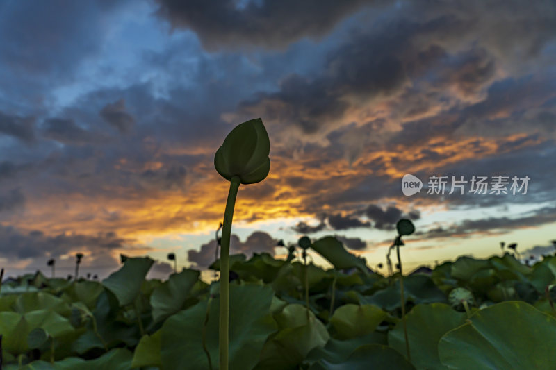 上海新浜荷花园晚霞