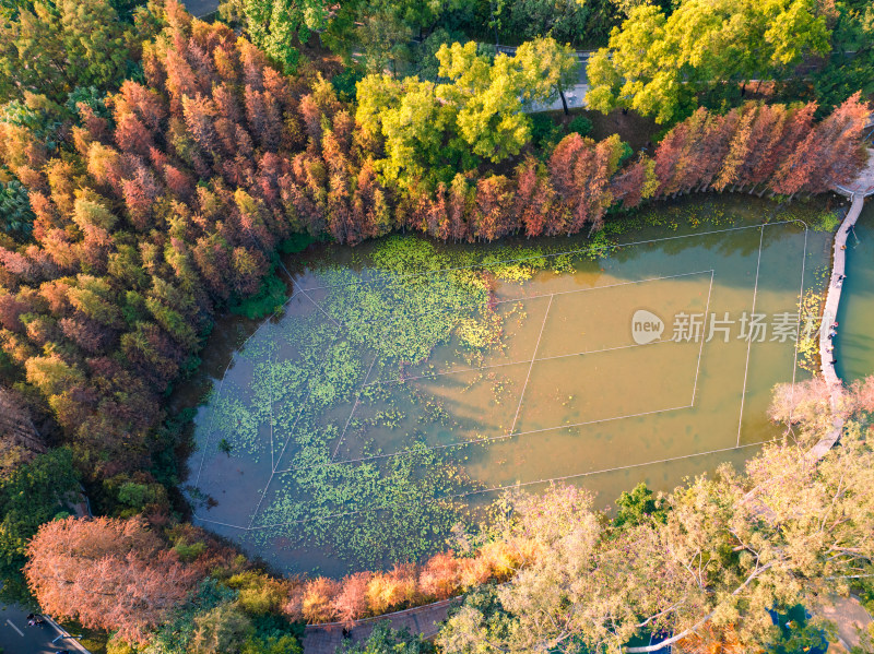 珠海斗门霞山公园水杉航拍