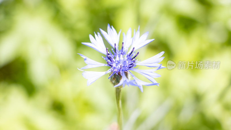 一朵蓝色矢车菊
