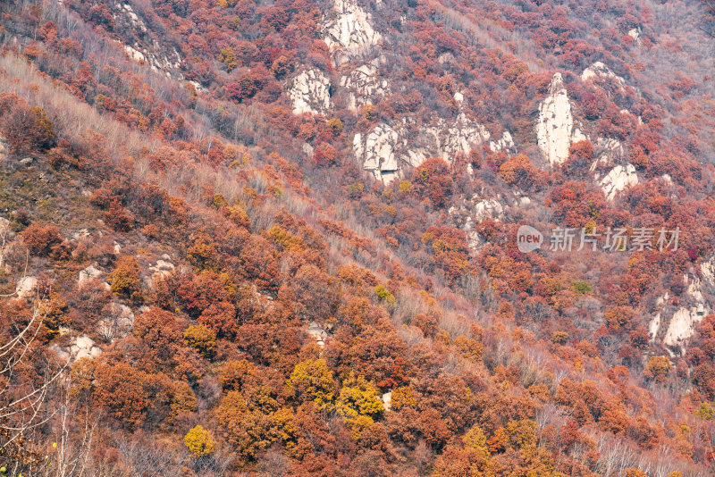 北京喇叭沟门山区秋色