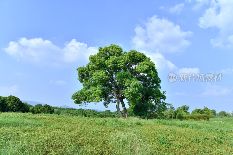 蓝天白云绿树绿草地