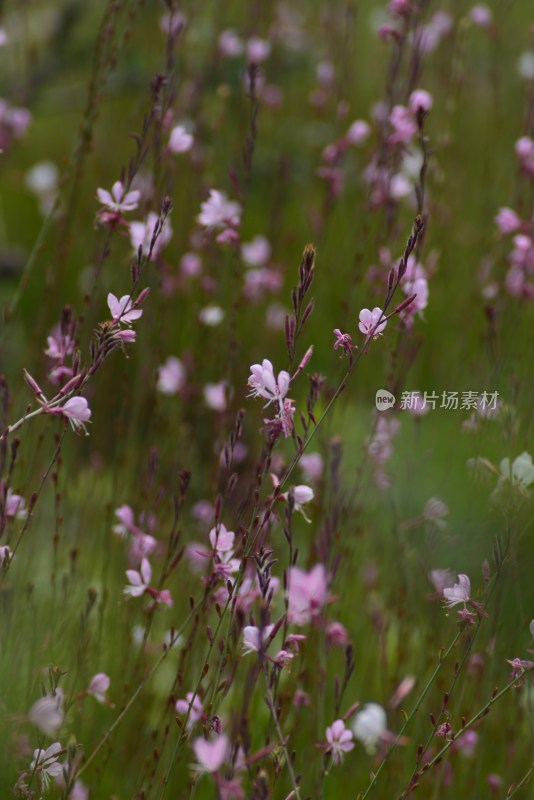 植物园的花花草草