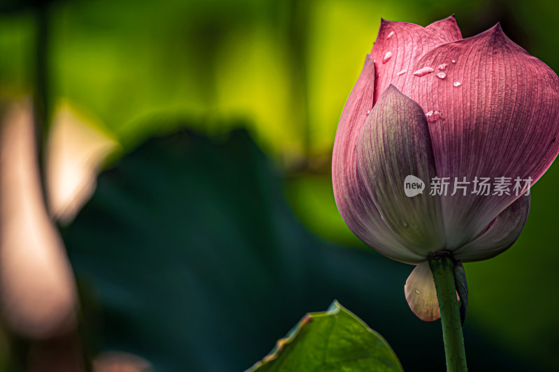 雨后荷花上的水珠