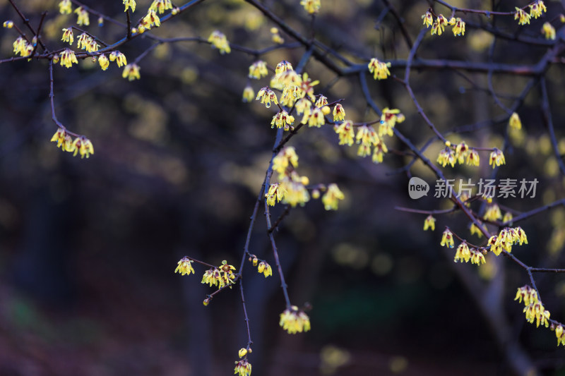 赏梅胜地苏州香雪海梅花盛开