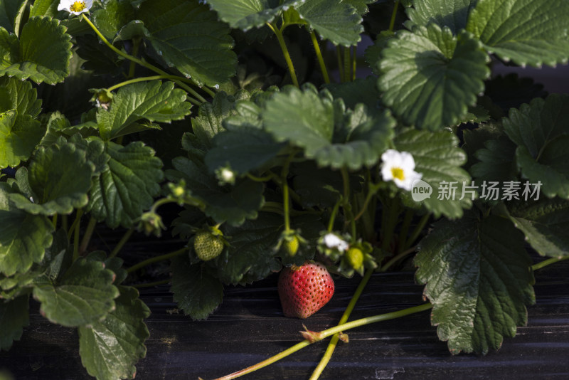 江南大棚覆盖地膜种植生态草莓