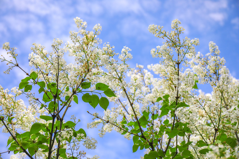 白色丁香花