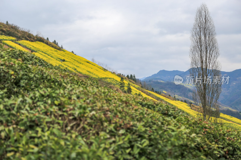 徽州古茶道：歙县文昌古道春天油菜花盛开