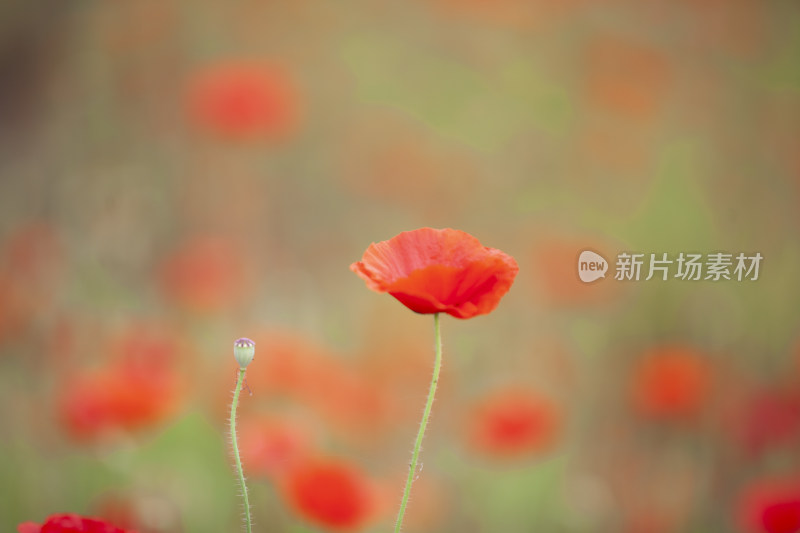 虞美人秋英花 花海 蜜蜂