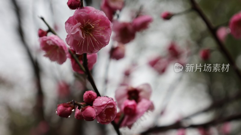 带水珠的粉色梅花近景特写