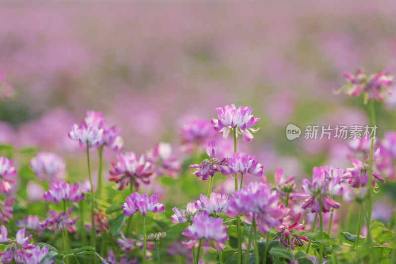 紫云英花朵春天紫红色鲜花盛开