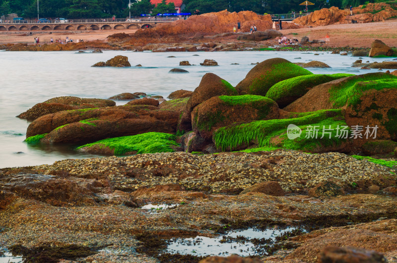 绿藻布满岩石的海岸