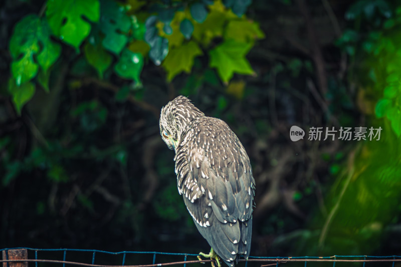 鸟栖息在栏杆上的特写镜头