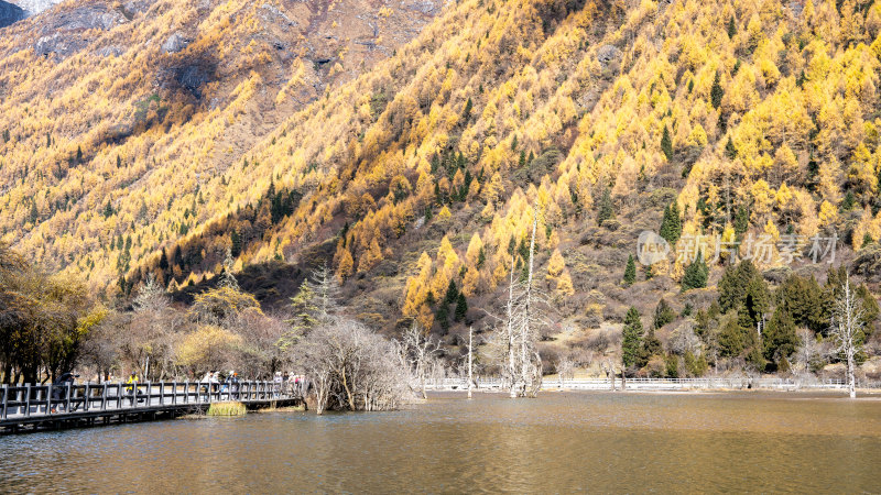 四川阿坝四姑娘山景区秋天的美丽景色