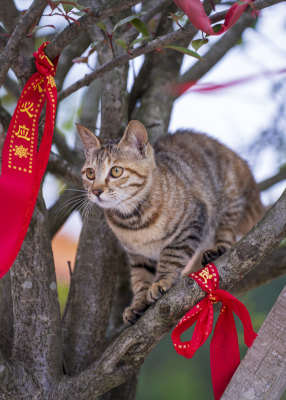 绑着红丝带的树上有只狸花猫