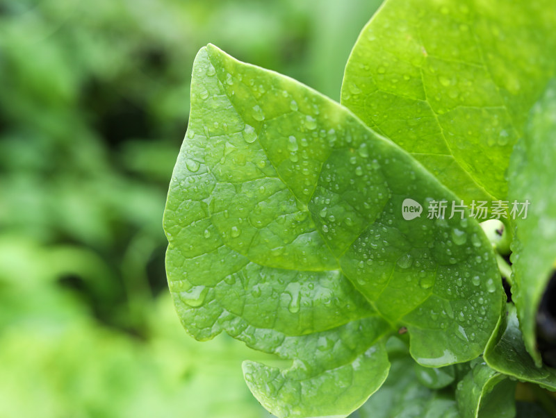 春天绿色的树叶叶子和上面的雨滴水滴露水