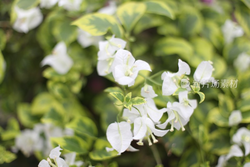 四川成都花舞人间景区的白色叶子花