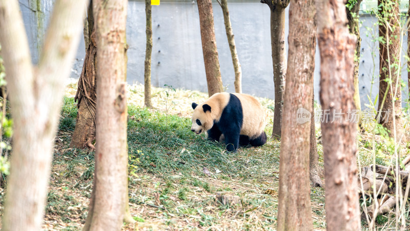 成都大熊猫繁育研究基地的大熊猫综合场景