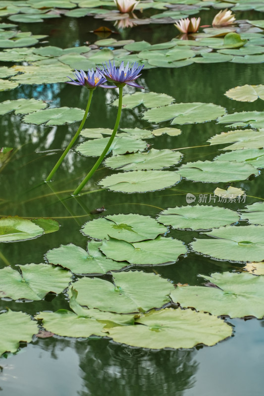 北京国家植物园睡莲