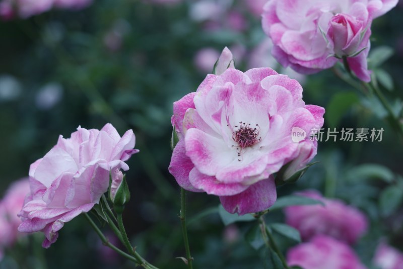 粉红色月季花 草莓冰山月季 2171