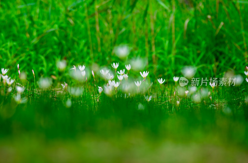 嫩绿草坪上的白色小花