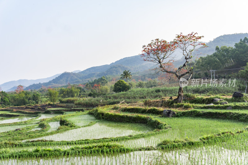 昌江木棉花稻田风景