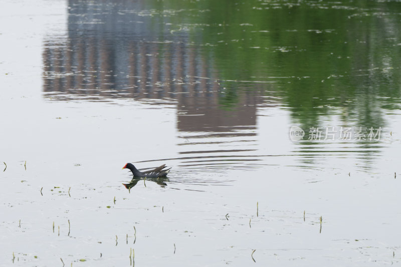夏季在公园湿地湖泊里栖息觅食的黑水鸡