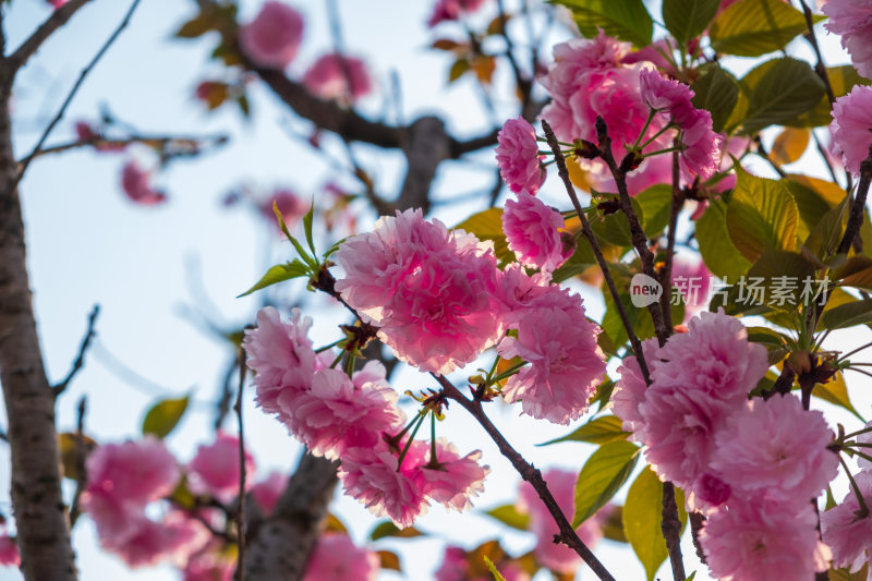 春日桃花