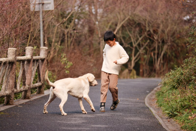 一个中国小男孩和他的宠物拉布拉多犬