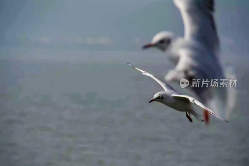 蓝天下飞翔的三只海鸥