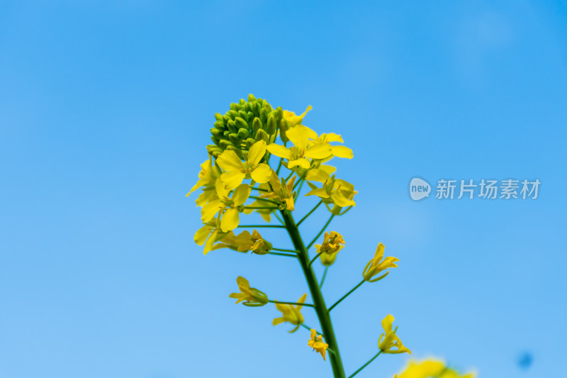 福州花海公园蓝天背景下的黄色油菜花