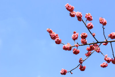 春天盛开的梅花