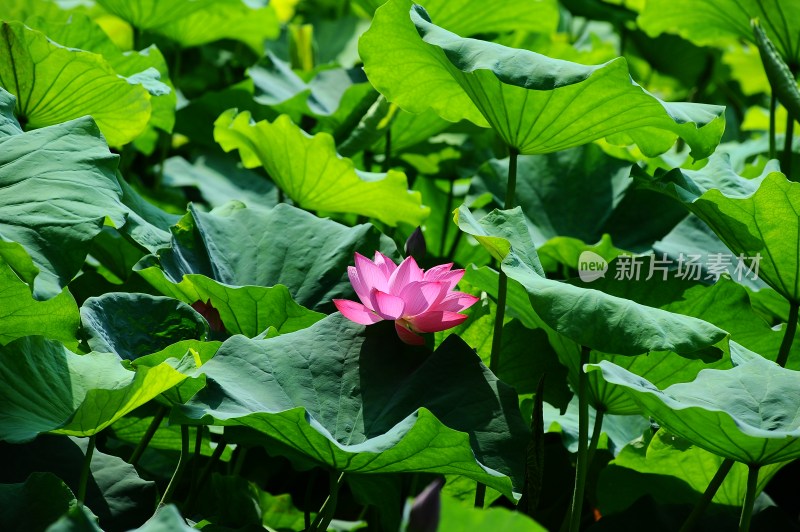 荷花夏日荷花