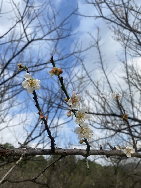 广州萝岗香雪公园梅花盛开