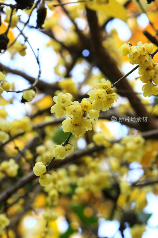 冬天腊月盛开的蜡梅花