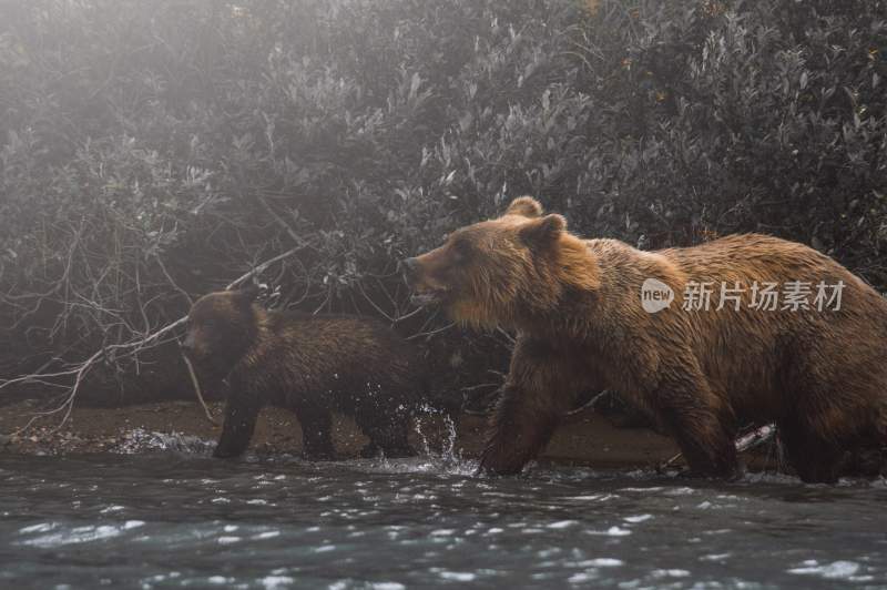 野生动物棕熊北极熊