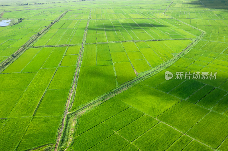 航拍大庆市水稻田近距离特写