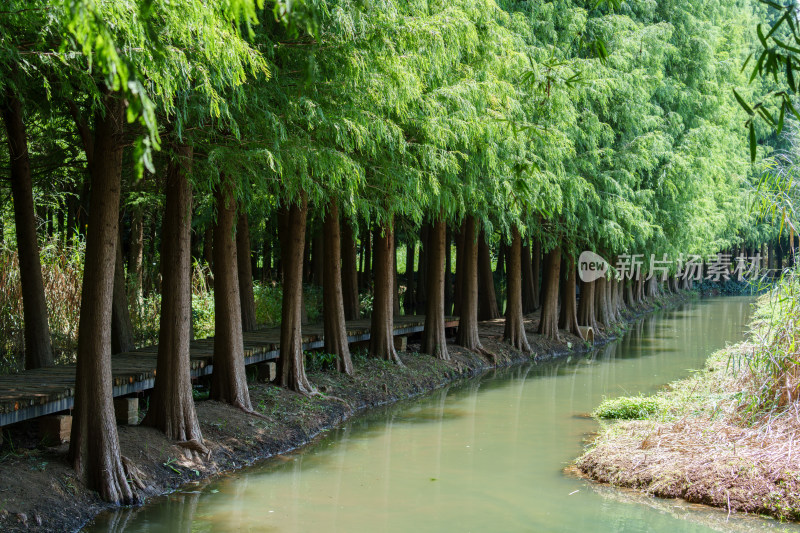 绿意盎然的昆明滇池湿地公园