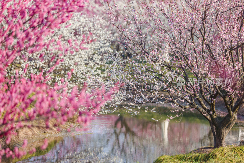 花开海上梅花节