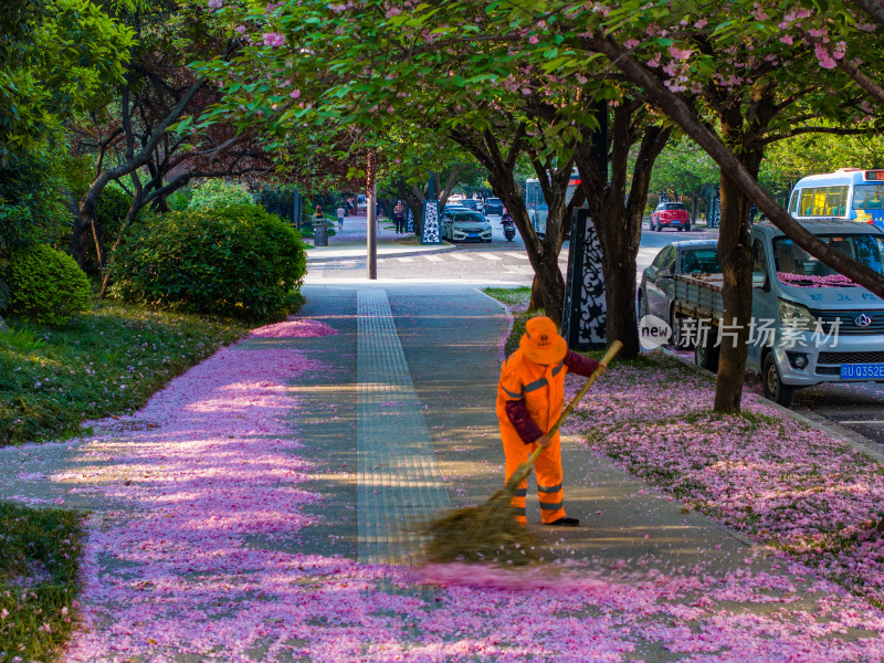 环卫工人清扫落花街道场景