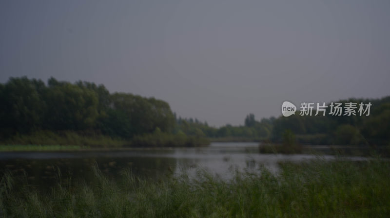 湖面森林湿地景观