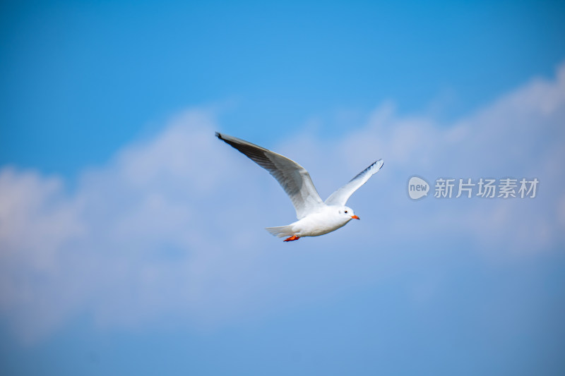 蓝天中飞翔的海鸥