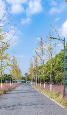 林荫大道蓝天白云风景