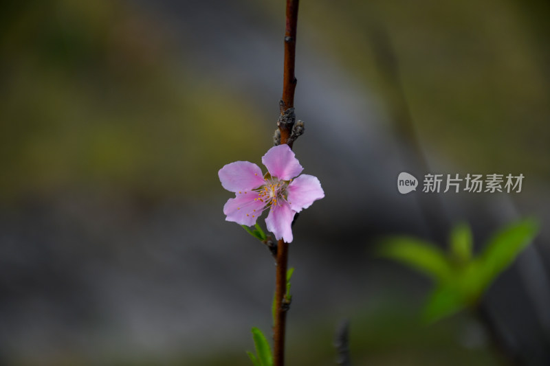 春意盎然的桃花枝