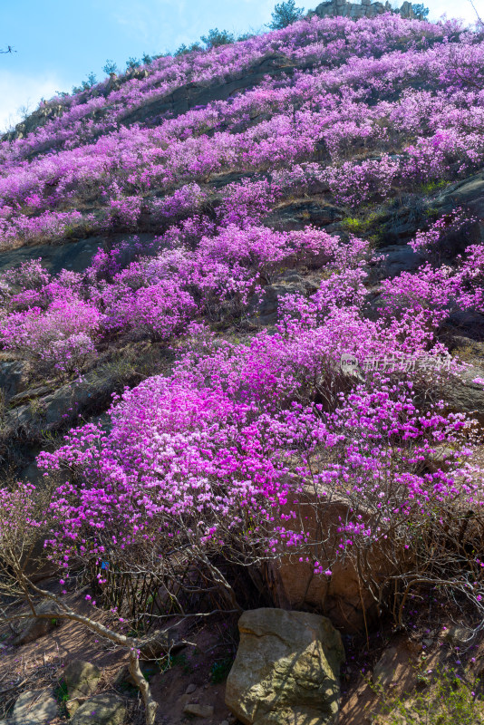 青岛大珠山杜鹃花风光