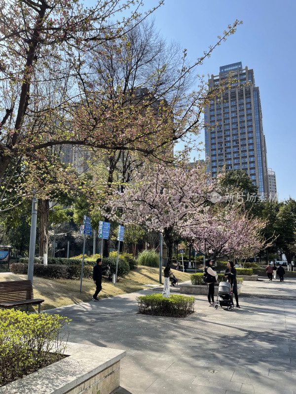 春日都市里的樱花盛景