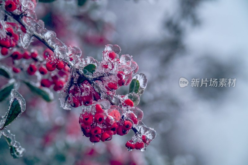 重庆酉阳：龙头山上冻雨“缀”美