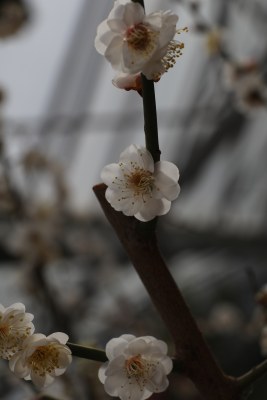 梅花系列