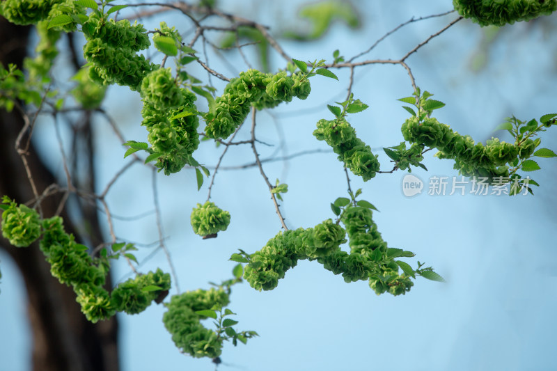 榆钱花榆钱树