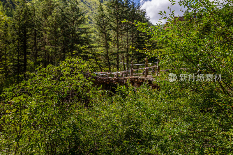 森林中树木中的峡谷伸臂桥