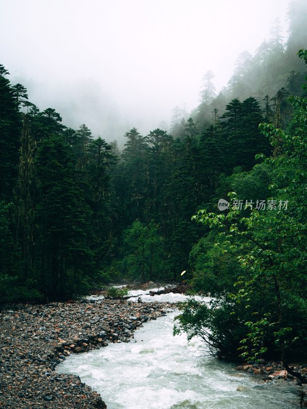 雨崩森林中水流湍急的自然景观